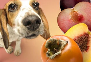为什么狗狗不可以多吃梨-为什么狗不能吃雪梨