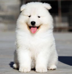 白色萨摩耶犬多少钱-白色萨摩耶性格怎么样