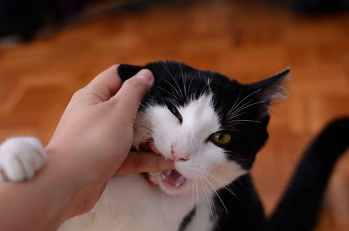 为什么猫喜欢咬东西怎么办-为什么我家猫喜欢咬东西