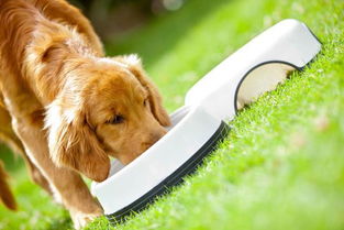 为什么狗狗吃东西那么快-为什么狗狗吃东西很快