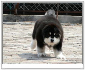 纯阿拉斯加图片价格多少-纯种阿拉斯加犬价格 幼犬