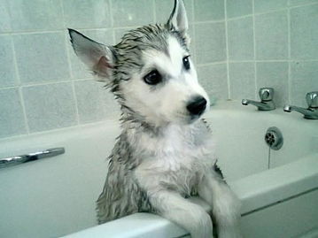什么时候给狗洗澡好-什么时候给狗狗洗一次澡