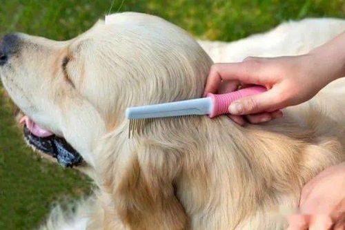 狗狗的毛怎么清洗-狗狗的毛怎样才能洗白