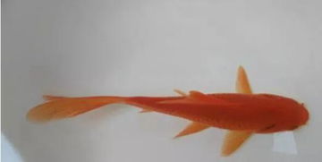 草金鱼的颜色有多少种-草金鱼有金色的吗