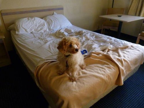 狗狗为什么在床上拉-狗狗为啥在床上拉粑粑