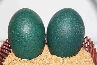 石龟蛋孵化一般多少天-石龟蛋的孵化