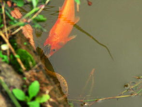 鹤顶红为什么不吃鱼食-怎么看鹤顶红鱼是否要生宝宝了