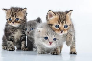 2个月小猫每吨吃多少-2个月小猫一顿吃多少克猫粮