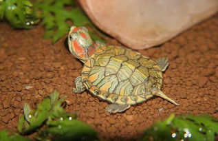 冬天巴西龟怎么养殖方法-冬天巴西龟该怎么养