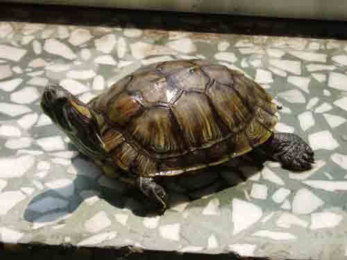 怎么给巴西红耳龟洗澡-巴西红耳龟用什么水