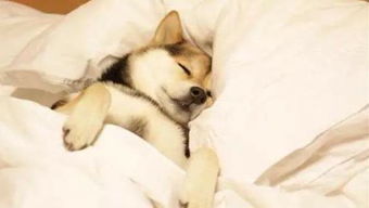 为什么狗狗喜欢在床上-狗为什么喜欢在我床边睡觉