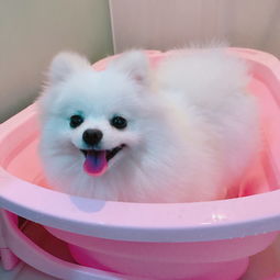 博美犬洗一次澡多少钱-博美幼犬洗澡几天洗一次澡