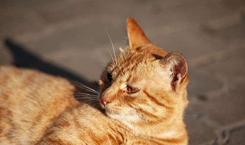 猫咪长期呕吐怎么办-如果猫咪经常呕吐是怎么了