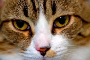 为什么猫眼睛晚上发光-为什么猫眼睛晚上会亮