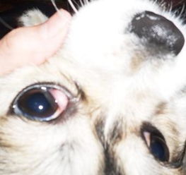 为什么狗的眼睛变红色的-为什么狗的眼睛是红色的