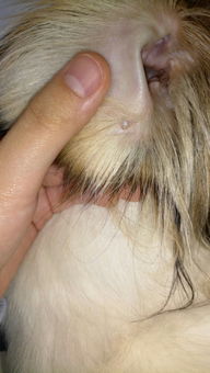 狗狗耳朵里长东西是怎么回事啊-狗狗耳朵里有疙瘩