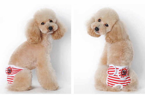 狗狗生理裤是什么-各种狗狗生理裤的穿法