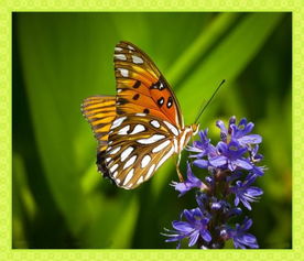 蝴蝶有什么特点-10个最吓人的蝴蝶照片