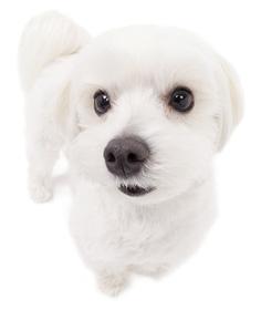 白色小狗叫什么名字好听-白色的小狗叫什么名字合适?
