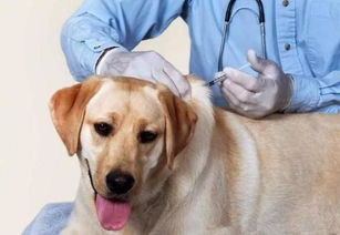 狗狗看肠胃病花多少钱-小狗肠胃炎去医院检查要多少钱