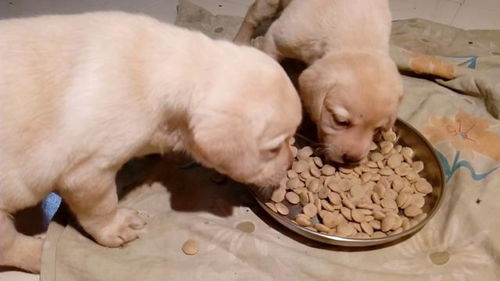 两个月小狗能吃多少狗粮-两个月的小狗可以吃多少