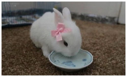 母兔子不喂小兔为什么-母兔子为啥不喂小兔子
