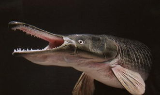 红尾鲶鱼致命多少年-红尾鲶鱼能活多少岁