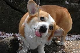 狗狗为什么喜欢在外面喝水-为什么狗喜欢往外面跑