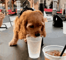 为什么狗总是喝水-狗狗为何老是喝水