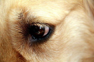 我家的狗得眼睑炎用什么眼药水-我家的狗得眼睑炎用什么眼药水最好