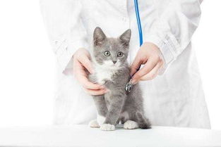 一般猫什么时候打疫苗-猫什么时候打疫苗多少钱