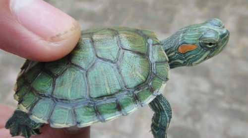 很小的巴西龟怎么养-特别小的巴西龟怎么养