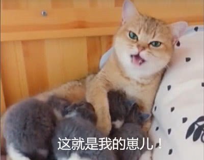 母猫怎么帮小猫喂奶-母猫如何给小猫断奶