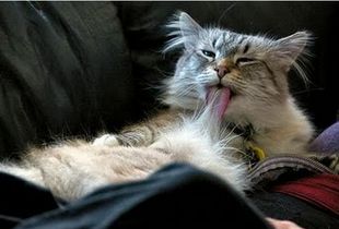 猫舌头舔毛为什么-猫舔舌头是怎么回事