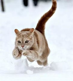 冬天猫适应温度是多少-冬天猫咪适宜的室内温度