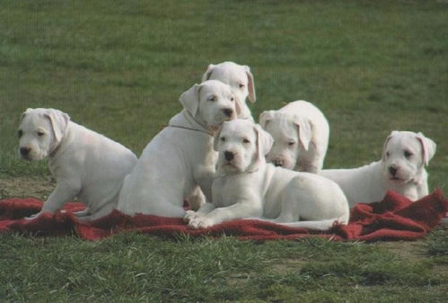 白沙皮犬价格是多少钱一斤-白色沙皮犬