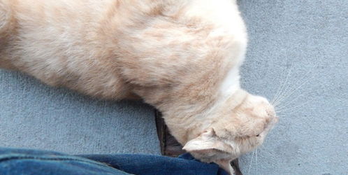 猫的汗腺为什么在脚里-猫的汗为什么在脚上