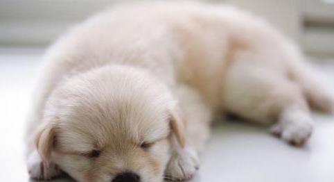 狗狗为什么总睡觉-狗狗为什么没事就睡觉