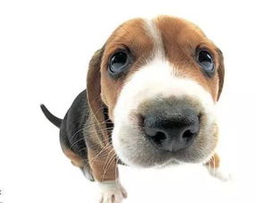为什么金毛幼犬鼻子干-金毛幼犬鼻子干是什么原因