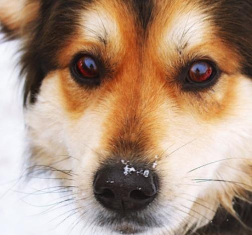 狗的鼻子为什么肿-狗的鼻子为什么肿起来