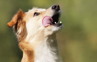 狗狗为什么喜欢舔人鼻子-狗狗为什么喜欢舔鼻子和嘴巴
