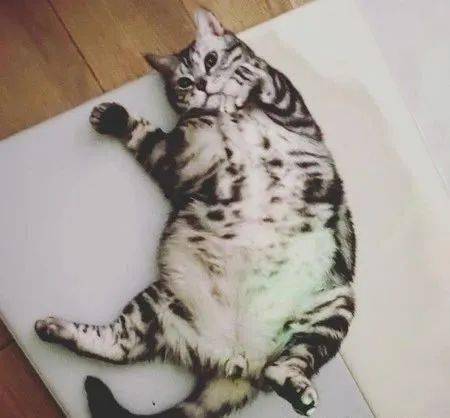 小猫的肚为什么这么肥-为什么小猫咪的肚子很大