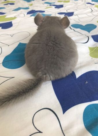 浅灰龙猫多少钱-浅灰色龙猫
