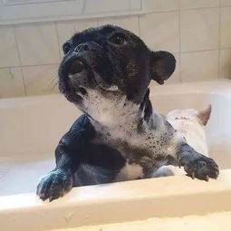 狗多少天能洗澡-狗多少天洗澡合适