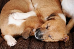 为什么狗一天能睡觉-为什么狗一天能睡觉一个小时