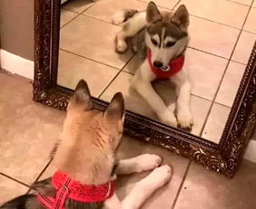 狗狗为什么不能照镜子-狗狗为什么不能照镜子睡觉