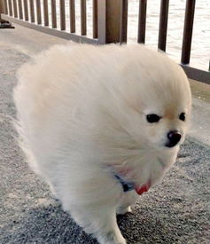 白色狗什么洗发水-白色狗狗用什么能洗白