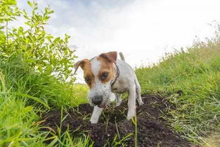 狗狗为什么喜欢泥土-狗为什么喜欢泥坑