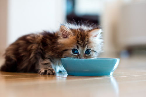 5个月的猫吃什么猫粮-五个月的猫买什么猫粮
