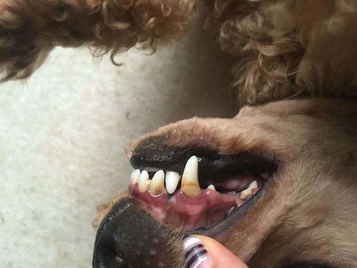 狗狗洗牙垢多少钱-狗狗洗牙的好处与坏处